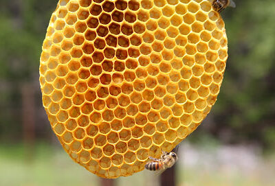 Bee Friendly Austin