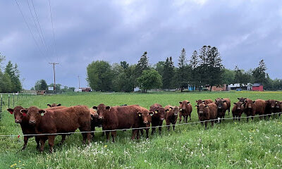 Sawyer Creek Cattle