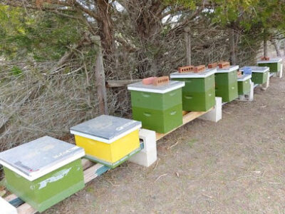 PachaMama Bees