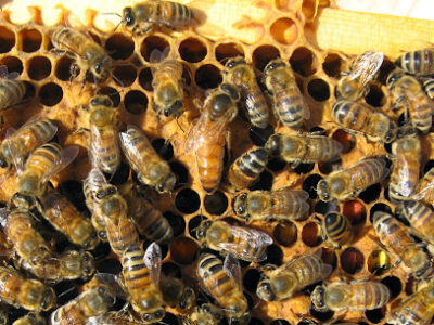 H & R Apiaries and Roberts Bee Company