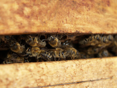 NUCS