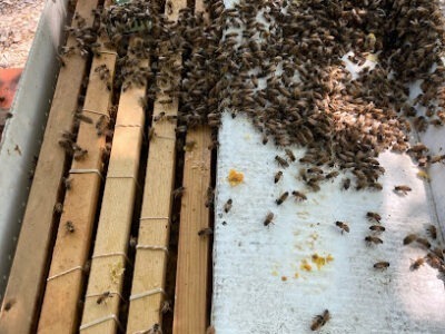 Arkansas honeybees