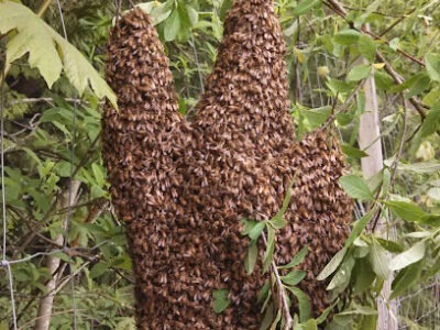 Bees Choice Honey