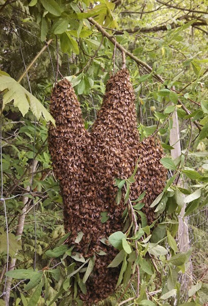 Bees Choice Honey