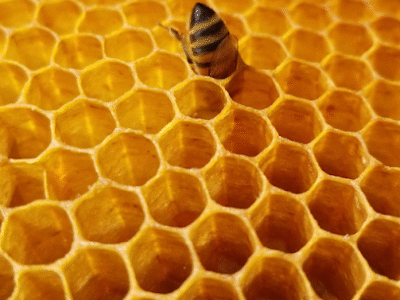 Ambee Assembly
