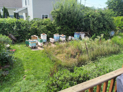 Bouterse Urban Bees