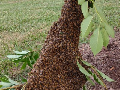 Rocky Top Tn Bee Farm