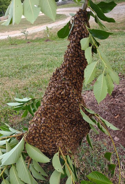 Rocky Top Tn Bee Farm