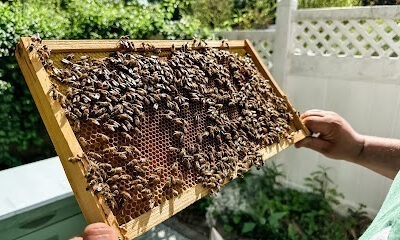 Wild Blossom Apiaries