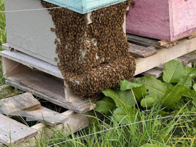 Lost Woods Honey Bees