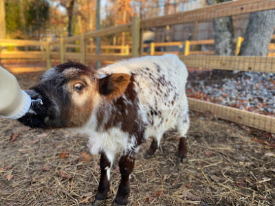Better Life Farms