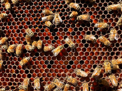 Mountain Thyme Honey & Gifts, LLC