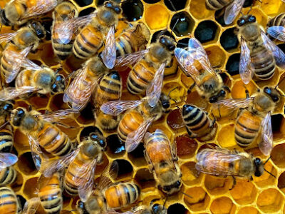 Hex Honey Bees