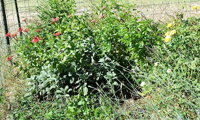 Guadalupe Oaks Farm