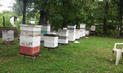 Honey and bees by Dale