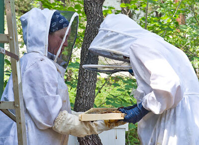 Mielke & Honey Bees