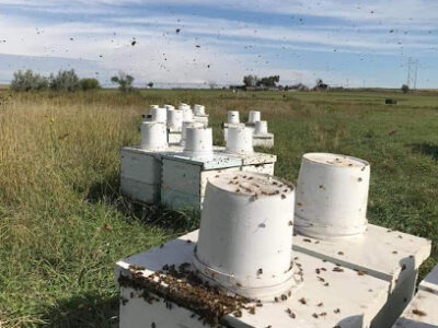 Riley´s Brand Honey