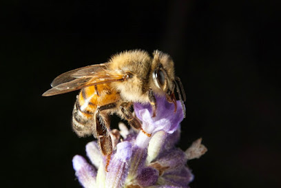 Lone Oak Honey Company