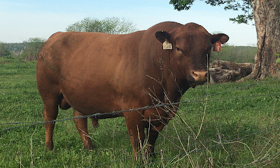 Diamond H Grass and Cattle Ranch
