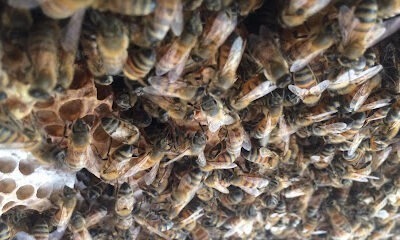 3BeeGuys Bee Removal