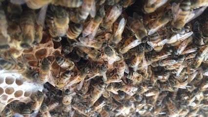 3BeeGuys Bee Removal