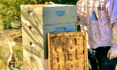 Nikki's Chickies Farm