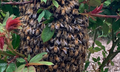 Idaho Free Honey Bee Rescue/ Removal