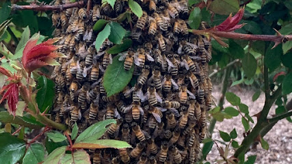 Idaho Free Honey Bee Rescue/ Removal