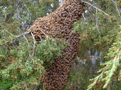 Dandelion Bee Supply