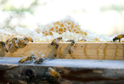 The Honey Jar