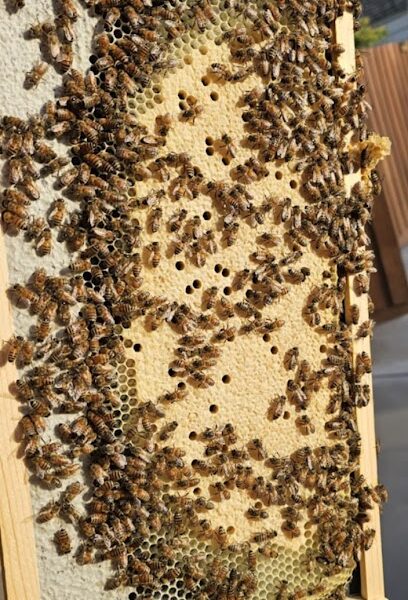Mema's Busy Bees