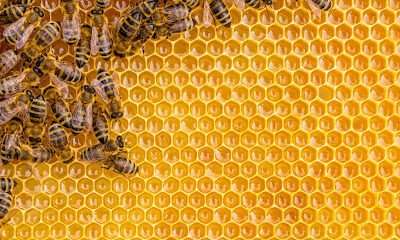 Rockland Bee Tours