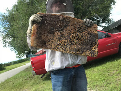Ed Agocs Honeybee Removal