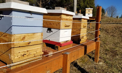 Beaver Dam Bees