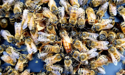 Lake Creek Bee Co.