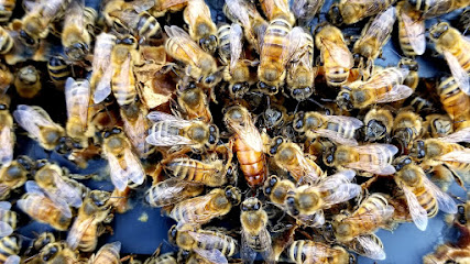 Lake Creek Bee Co.