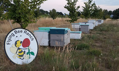 Flying Bee Ranch