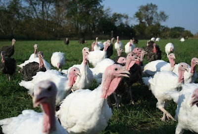 Old Glory Farm Honey & Free Range Turkeys