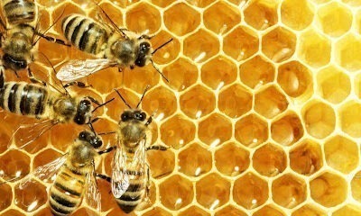 AAA Africanized Bee Removal Specialists, Inc.