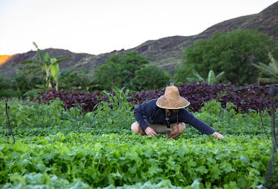 Farm Tours at Kahumana Organic Farms & Cafe