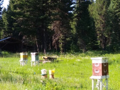 Bear Trap Canyon Apiary
