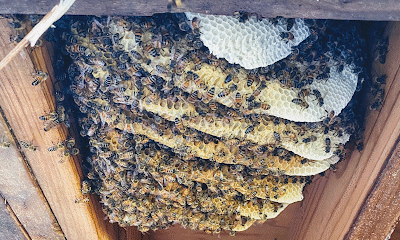 Home and Hive