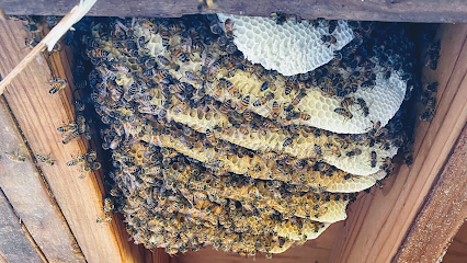 Home and Hive