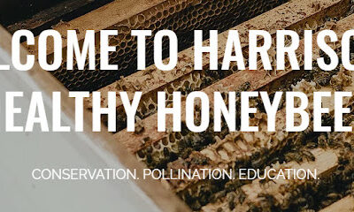 Harrisons Healthy Honeybees
