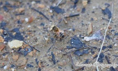 Morgan HoneyBee Company