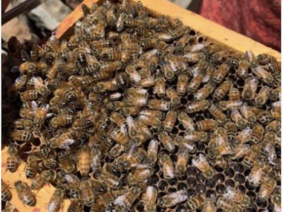 Calm+Confidence Beekeeping