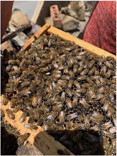 Calm+Confidence Beekeeping