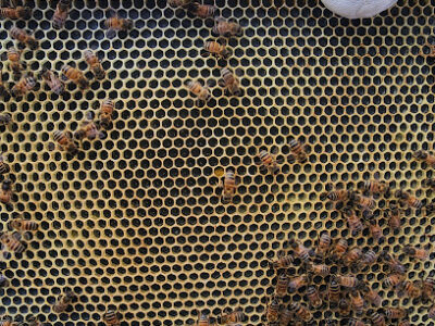 Beekeeping Etc.