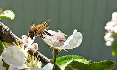 However Wild Honey Apiary