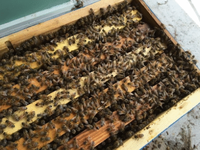 Petrics Bees & Honey